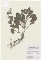 藏品(臺灣附地草)的圖片